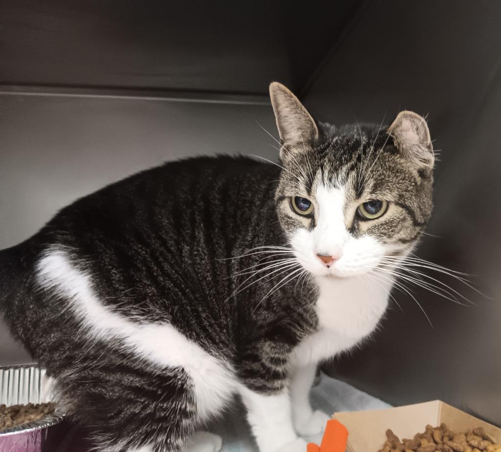 Enlarge Nyla Belle TB, a Adoptable mixed breed in New Braunfels, TX image 1/1