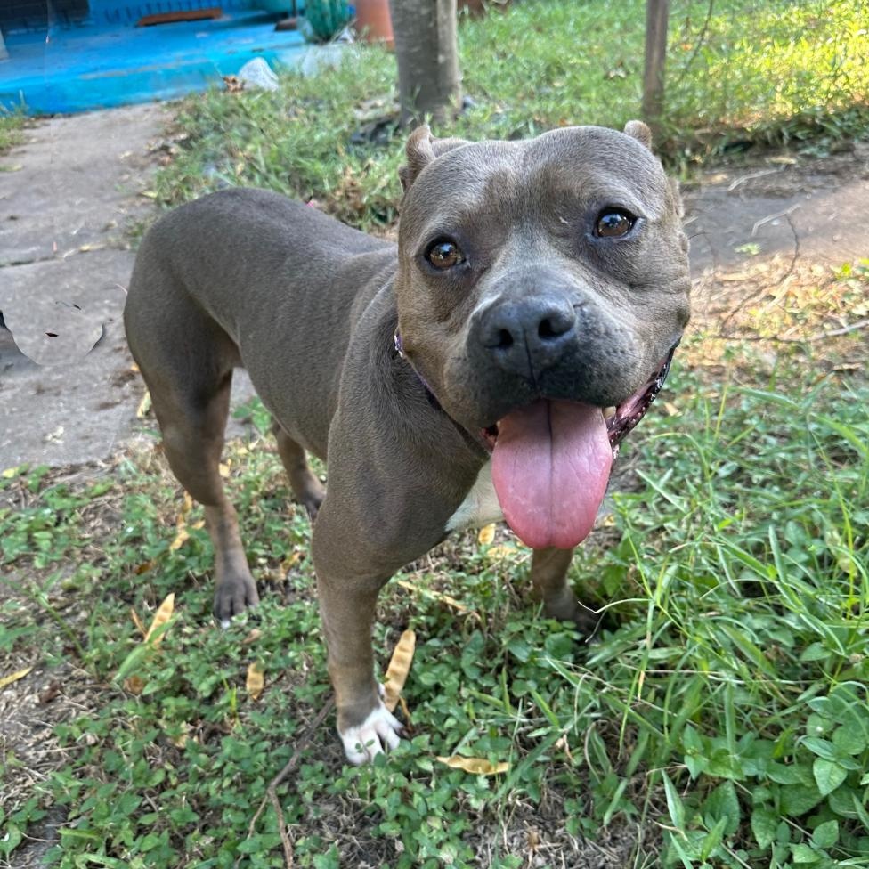 Enlarge Kiki, a Adopted mixed breed in Memphis, TN image 3/6