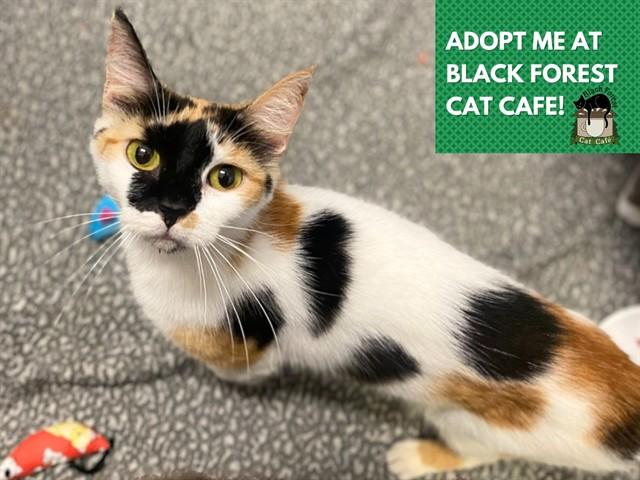 CASHMERE, Adoptable, Young Female Domestic Short Hair.
