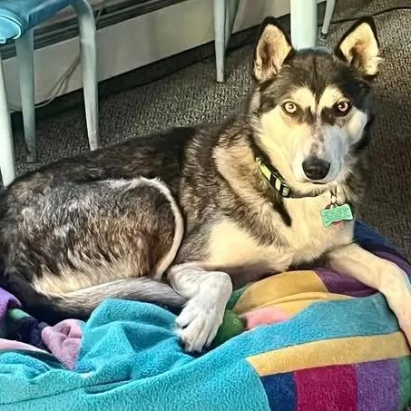 Greg, ADOPTABLE, Adult Male Husky.