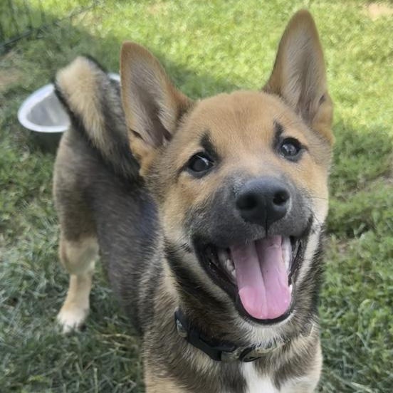 Enlarge Taz, an adoptable Shiba Inu in Toledo, OH image 1/1