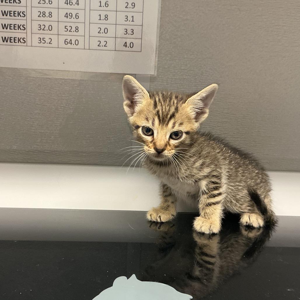 Hannah K4, Adoptable, Kitten Female Domestic Short Hair.