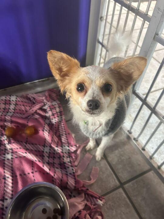 Samantha, ADOPTABLE, Young Female Chihuahua & Papillon.