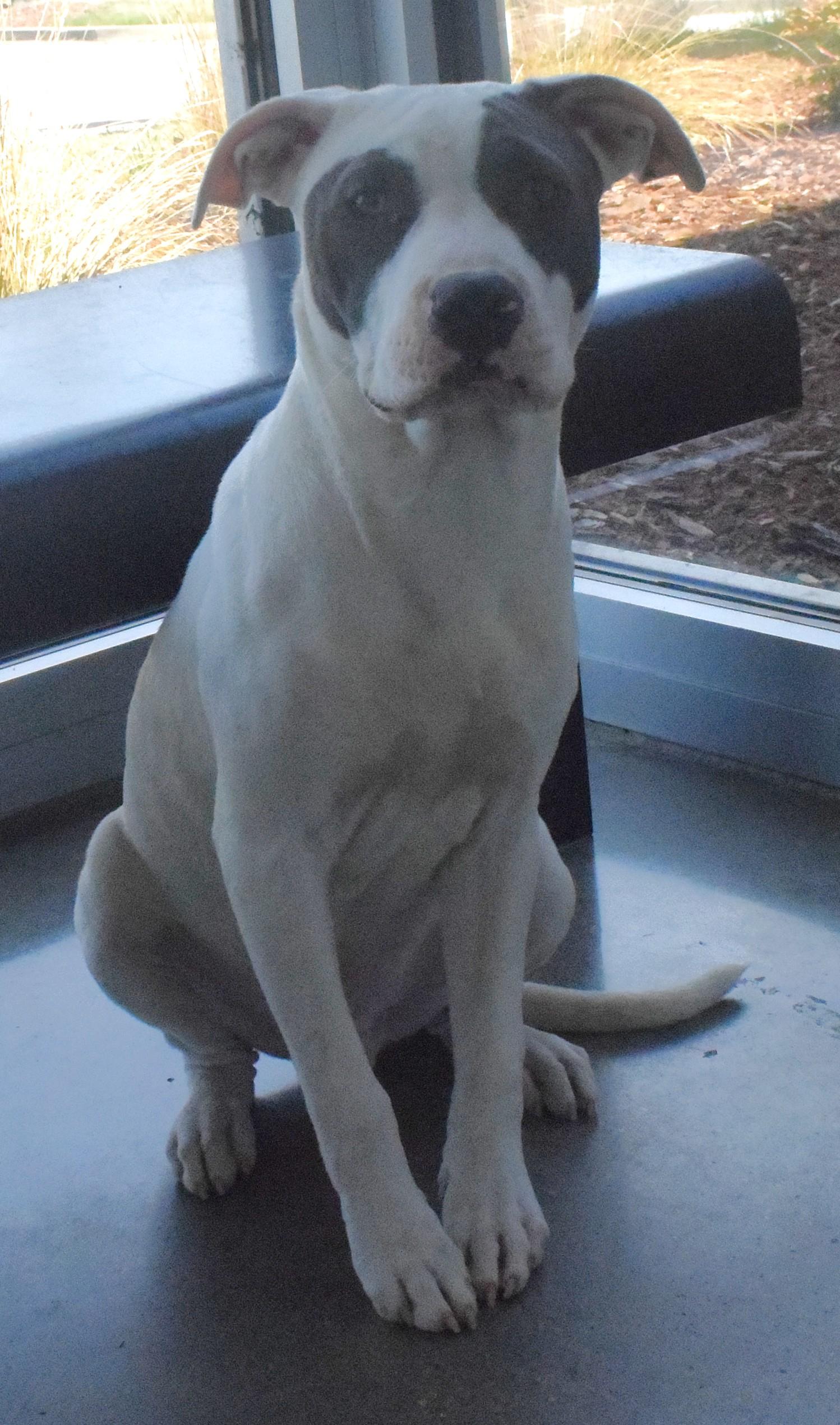 Enlarge #21990, a ADOPTABLE mixed breed in Broken Arrow, OK image 1/1