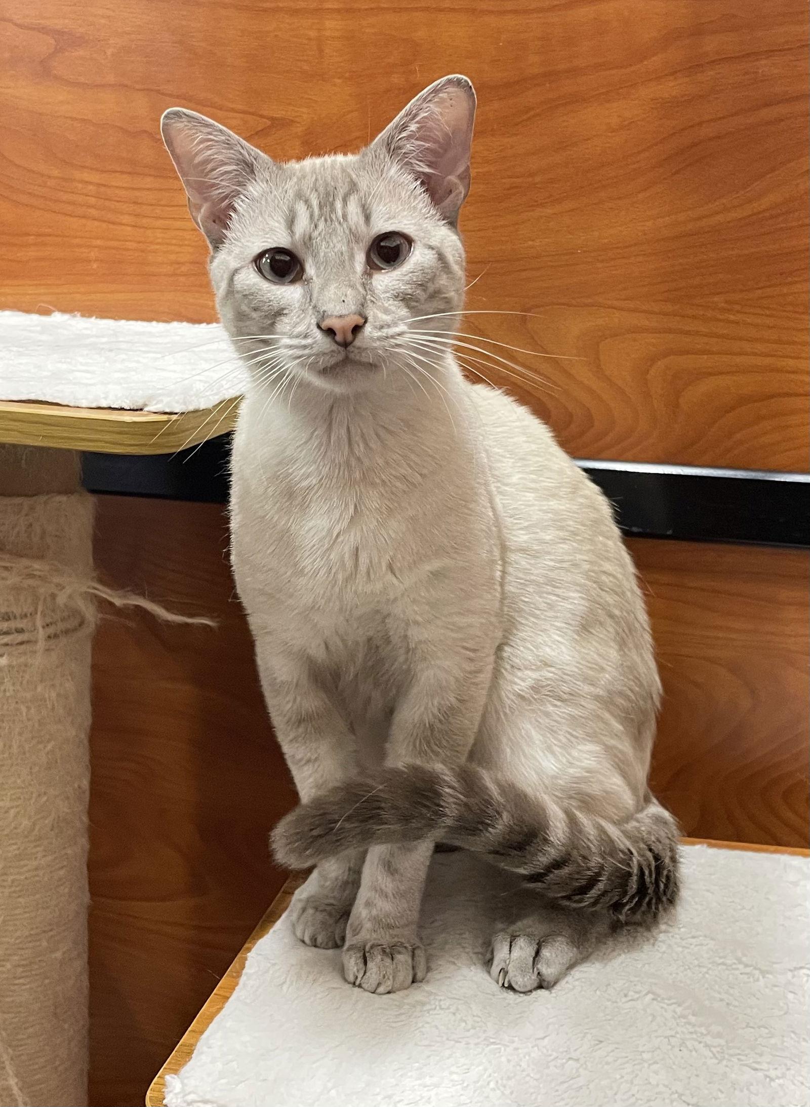 Sunny, Adoptable, Adult Male Snowshoe & Domestic Short Hair.