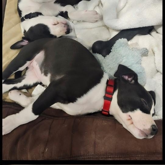 Enlarge PUPPY: Zelda ~~ IN A FOSTER HOME. CONTACT KRISTEN Q. FOR INFO, an adopted mixed breed in Atlanta, GA image 3/6