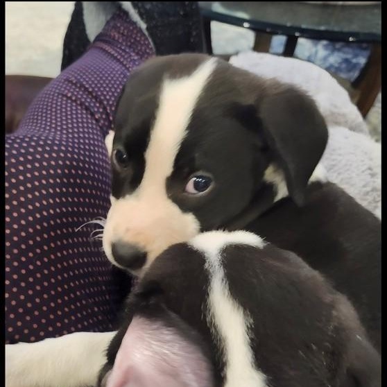 Enlarge PUPPY: Zelda ~~ IN A FOSTER HOME. CONTACT KRISTEN Q. FOR INFO, an adopted mixed breed in Atlanta, GA image 4/6