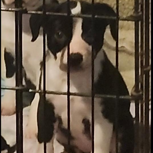 Enlarge PUPPY: Zelda ~~ IN A FOSTER HOME. CONTACT KRISTEN Q. FOR INFO, an adopted mixed breed in Atlanta, GA image 5/6