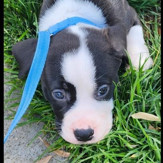 Enlarge PUPPY: Zelda ~~ IN A FOSTER HOME. CONTACT KRISTEN Q. FOR INFO, an adopted mixed breed in Atlanta, GA image 2/6
