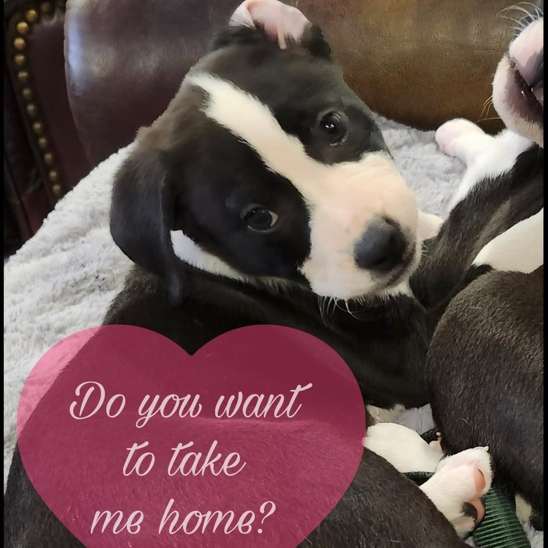 Enlarge PUPPY: Zelda ~~ IN A FOSTER HOME. CONTACT KRISTEN Q. FOR INFO, an adopted mixed breed in Atlanta, GA image 1/6