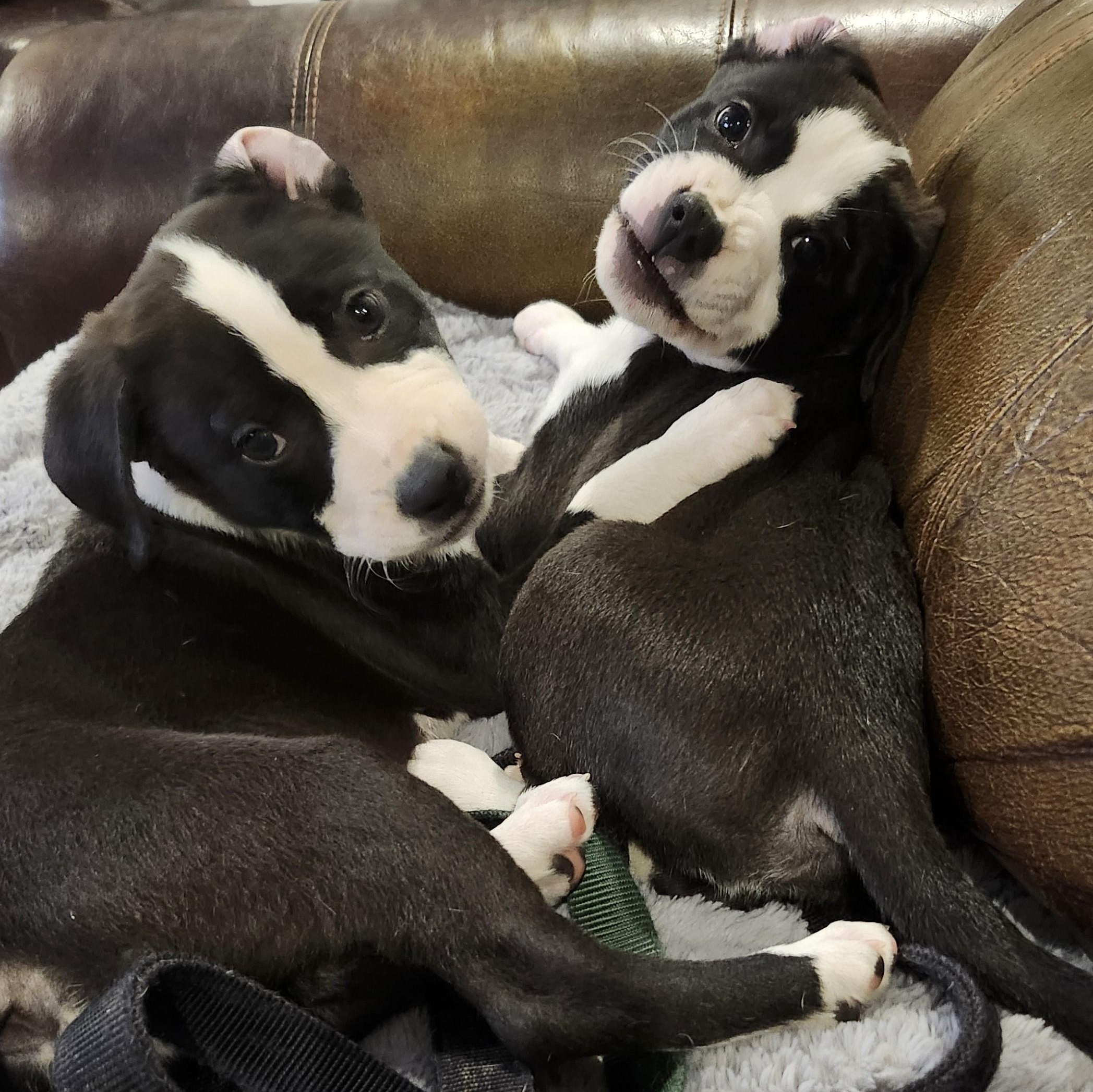 Enlarge PUPPY: Zelda ~~ IN A FOSTER HOME. CONTACT KRISTEN Q. FOR INFO, an adopted mixed breed in Atlanta, GA image 6/6