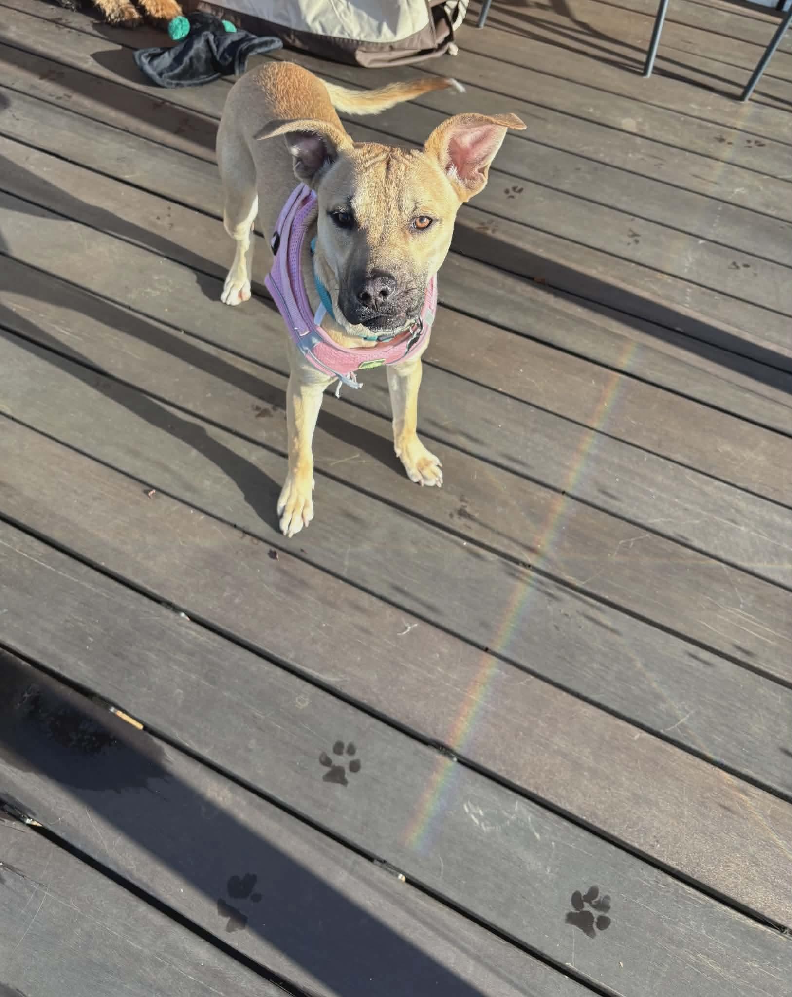 Enlarge Gamine, a Adoptable Mixed Breed in Puyallup, WA image 4/6