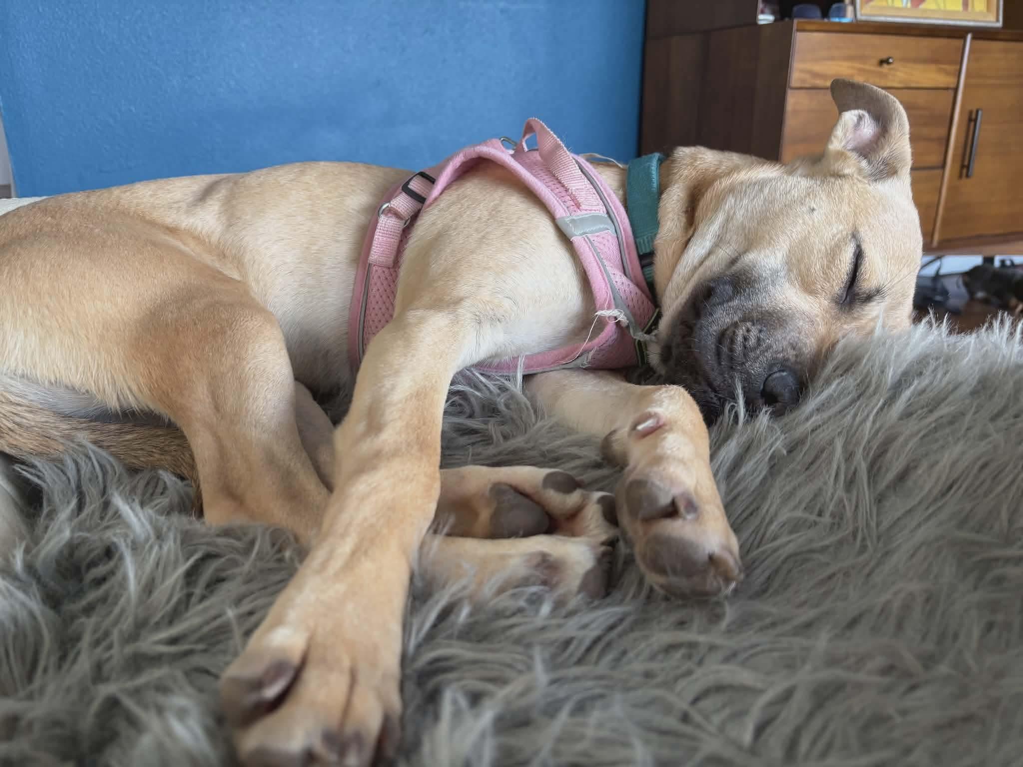 Enlarge Gamine, a Adoptable Mixed Breed in Puyallup, WA image 2/6