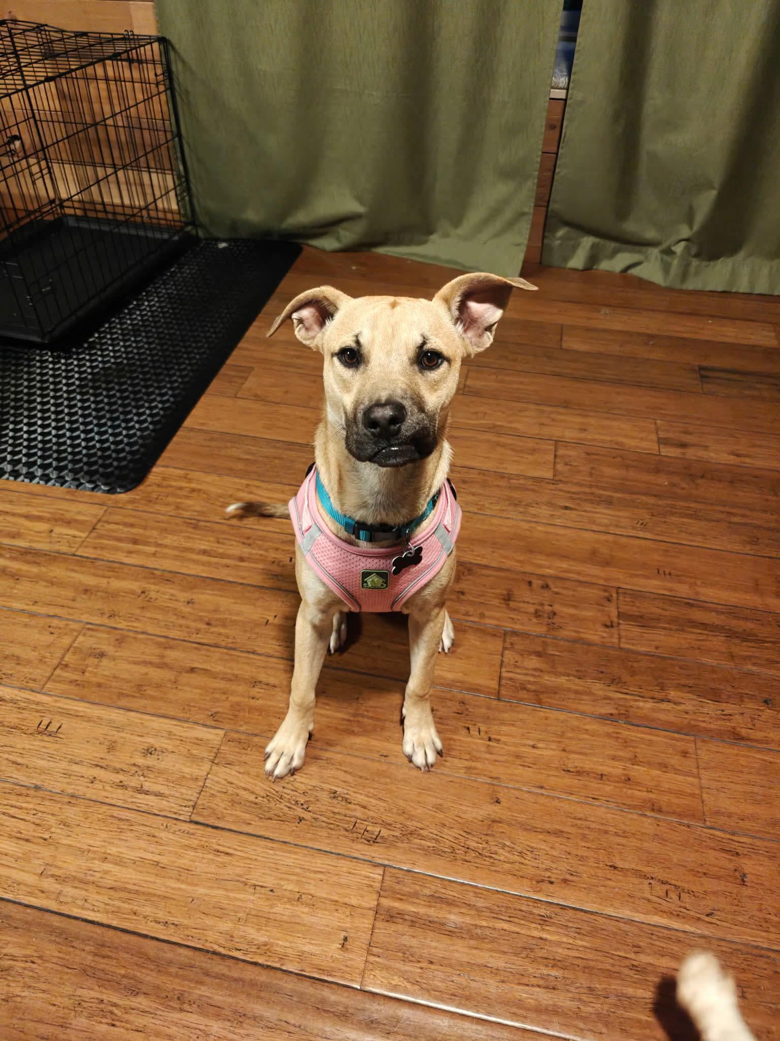 Gamine, Adoptable, Puppy Female Mixed Breed.