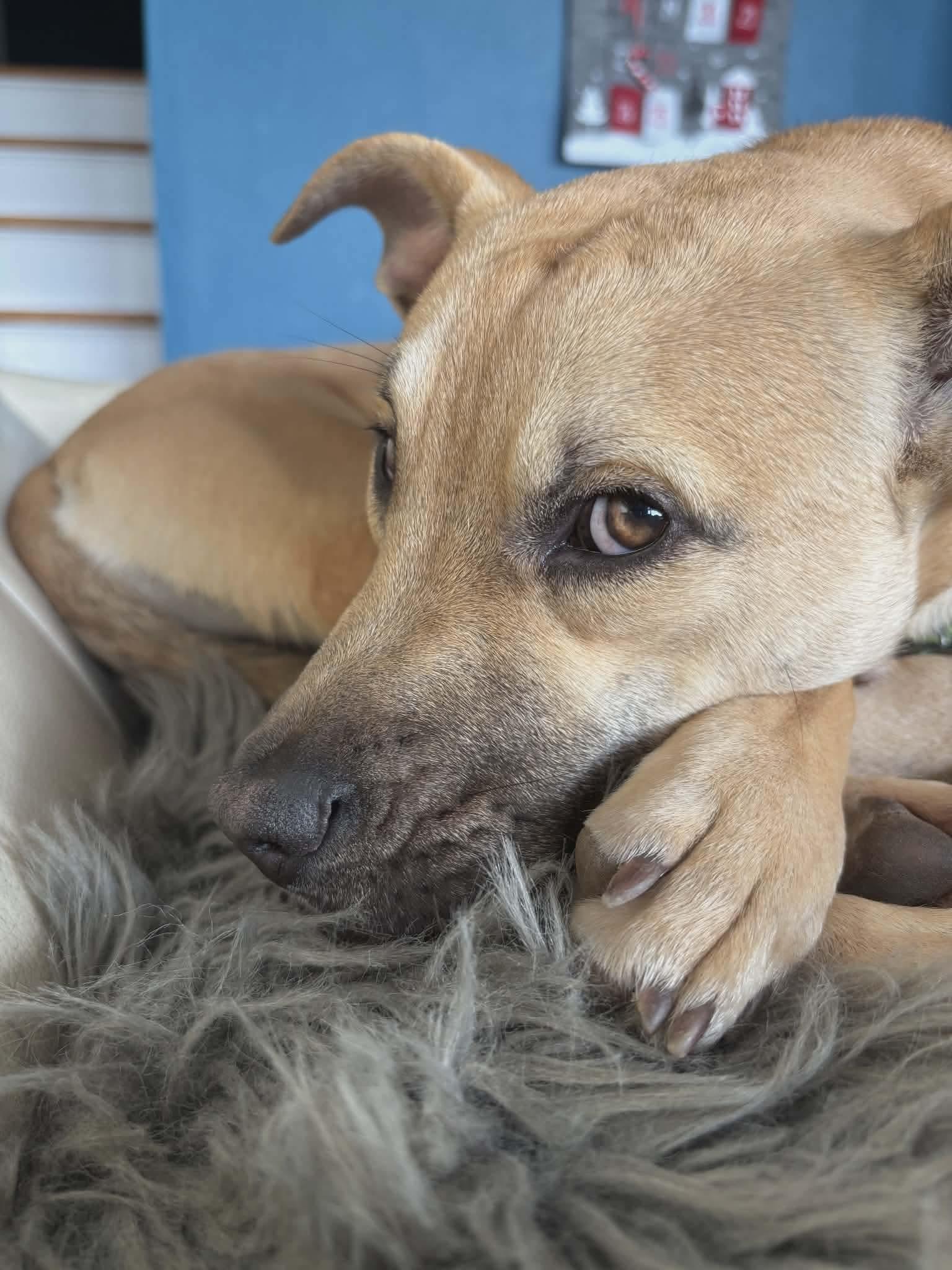 Enlarge Gamine, a Adoptable Mixed Breed in Puyallup, WA image 3/6