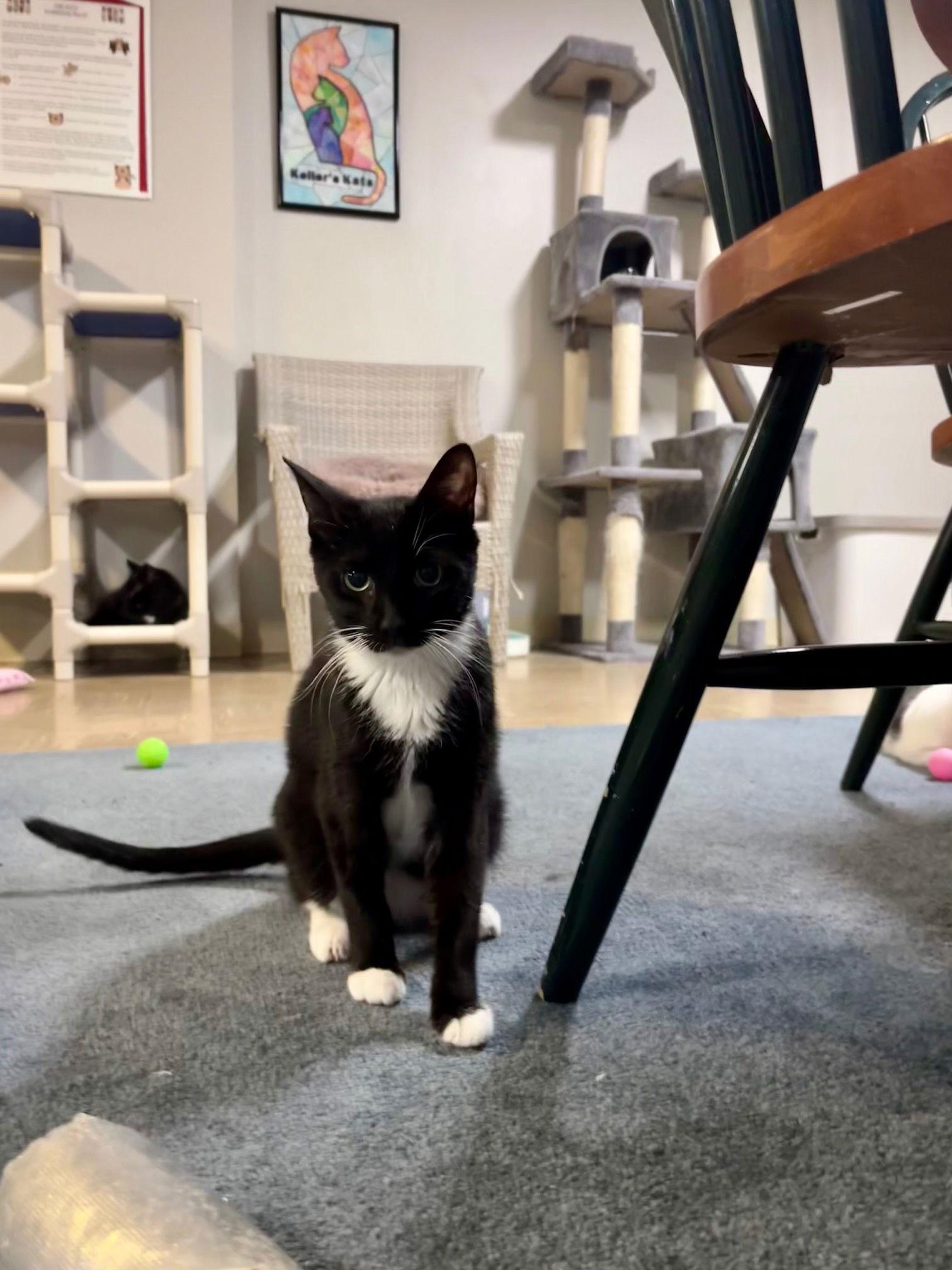 Gyro, Adoptable, Adult Male Domestic Short Hair.