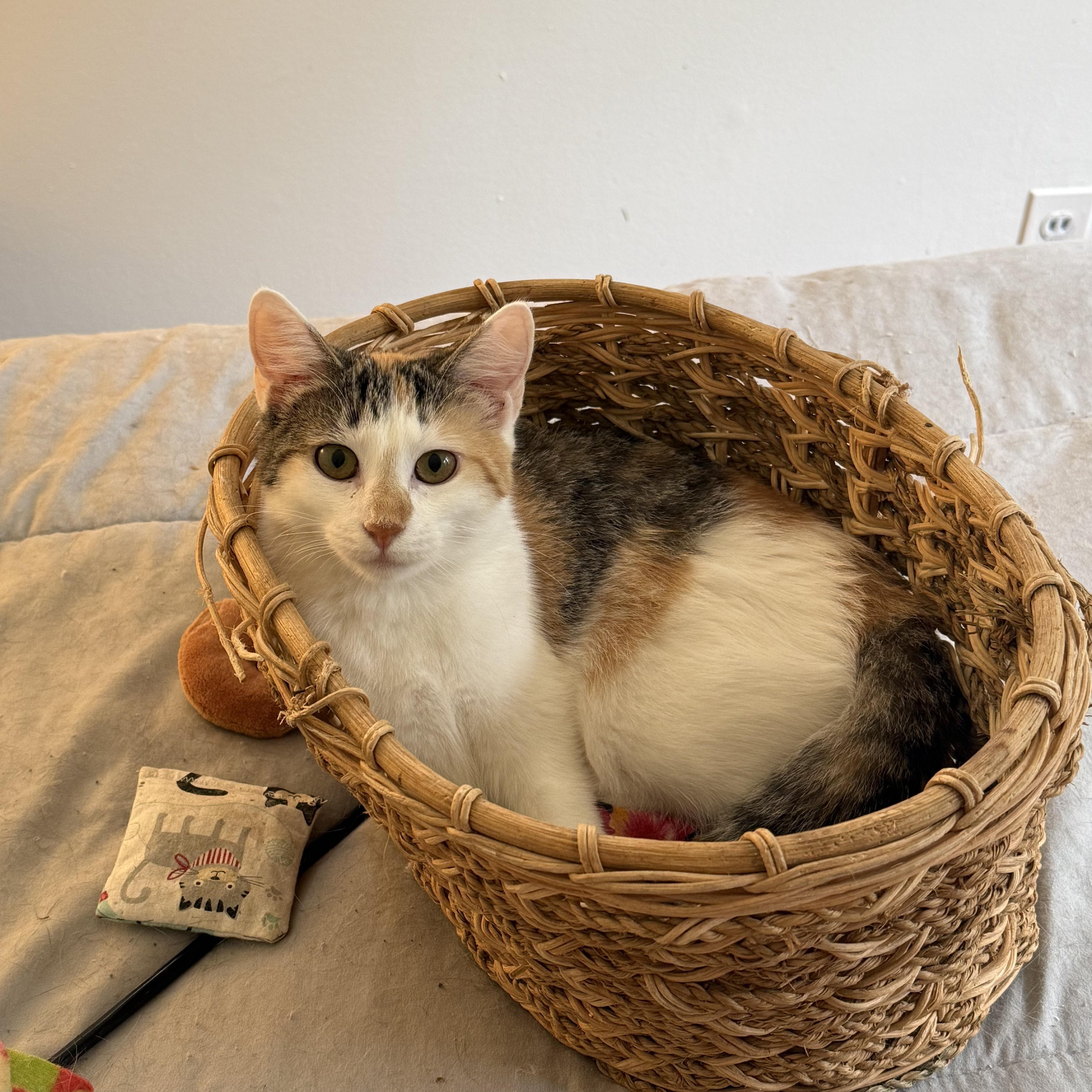 Enlarge Lacy, a ADOPTABLE Calico in Avondale, PA image 2/3