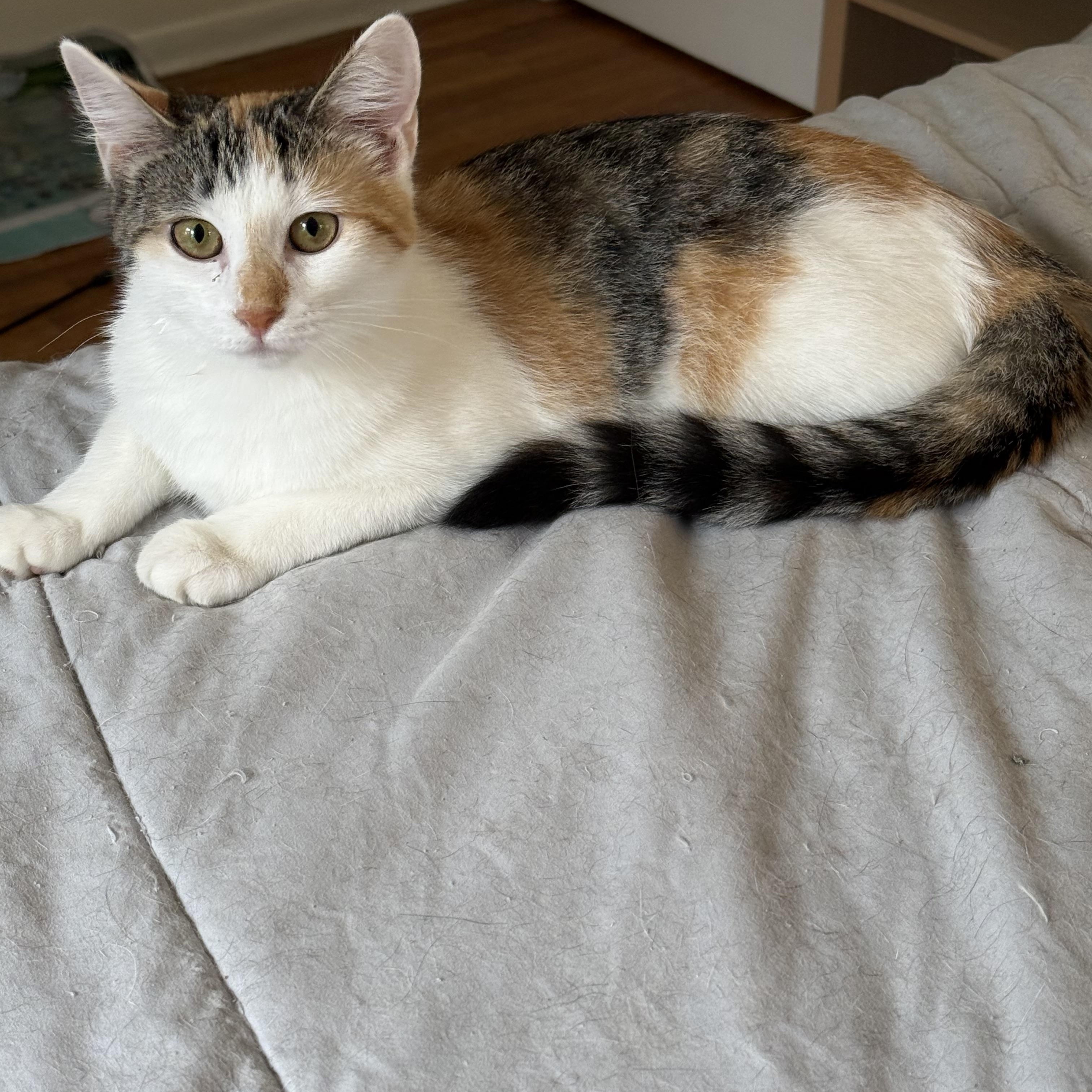 Enlarge Lacy, a ADOPTABLE Calico in Avondale, PA image 3/3