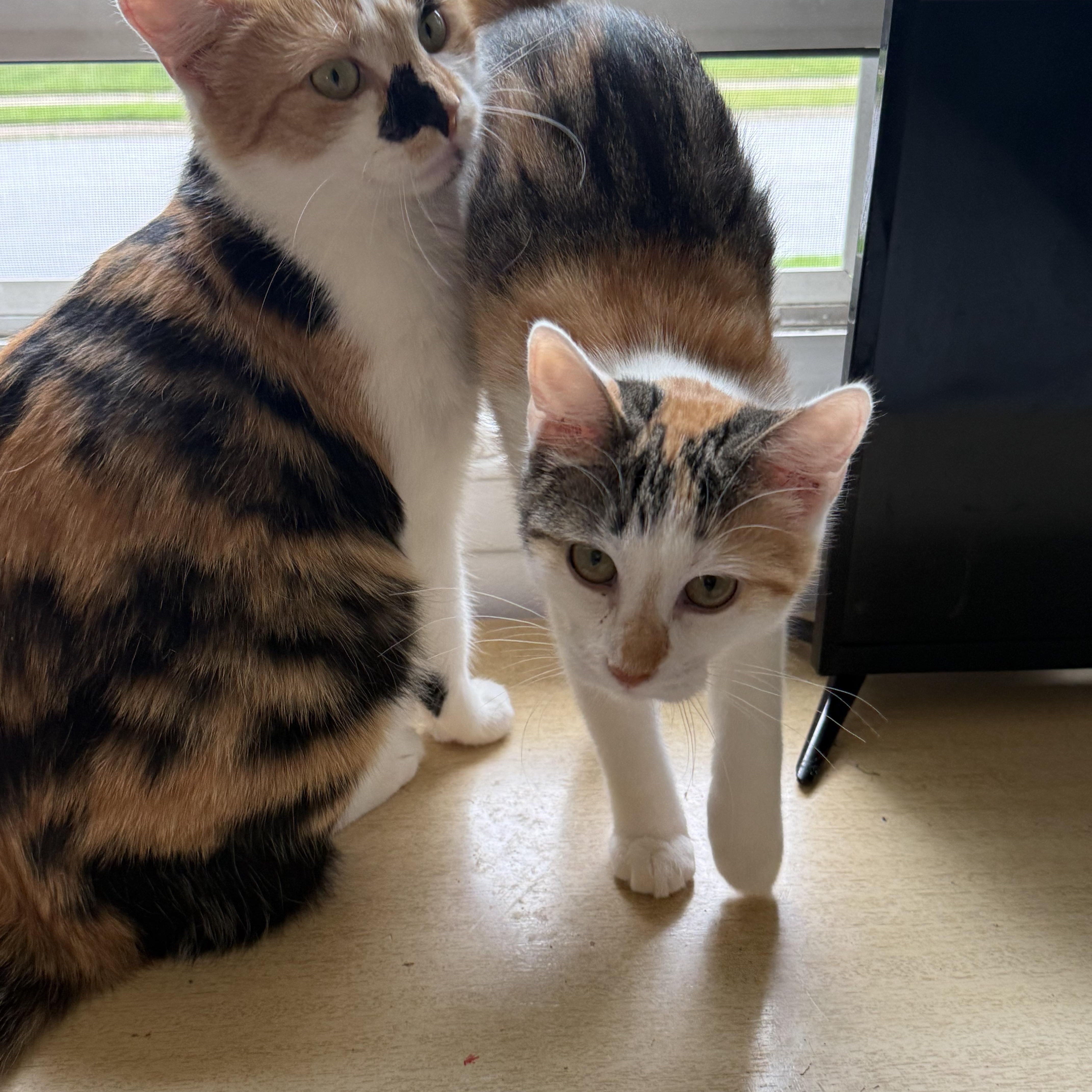 Lacy, ADOPTABLE, Young Female Calico.