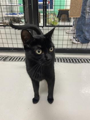 Oreo, Adoptable, Adult Female Domestic Short Hair & Domestic Short Hair.