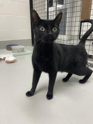 Enlarge Oreo, a Adoptable mixed breed in Largo, FL image 2/3