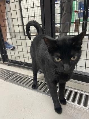 Enlarge Oreo, a Adoptable mixed breed in Largo, FL image 3/3