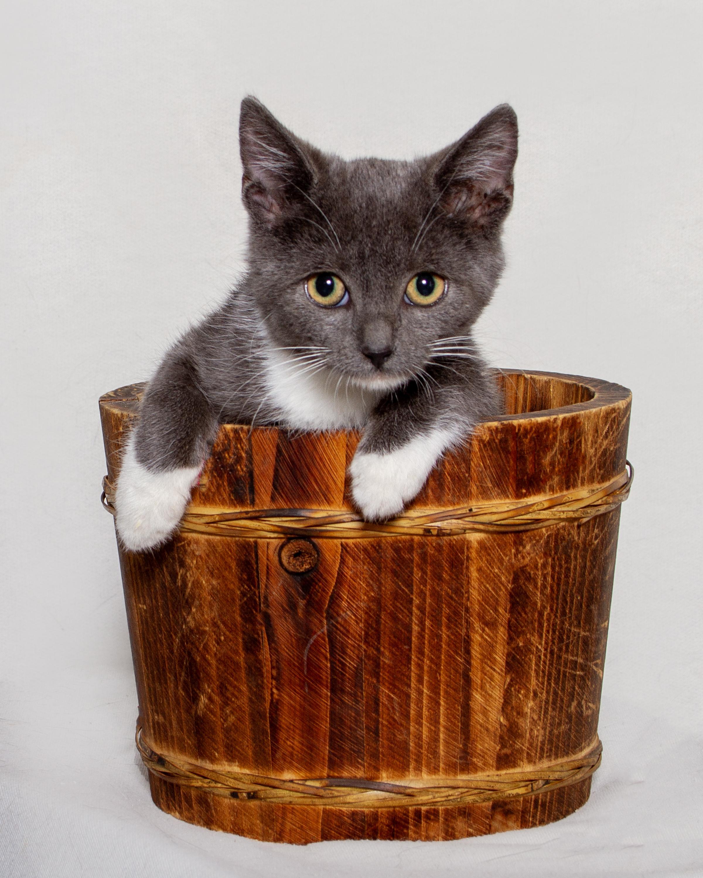 Enlarge Bastet, an adopted American Shorthair in Weehawken, NJ image 1/3