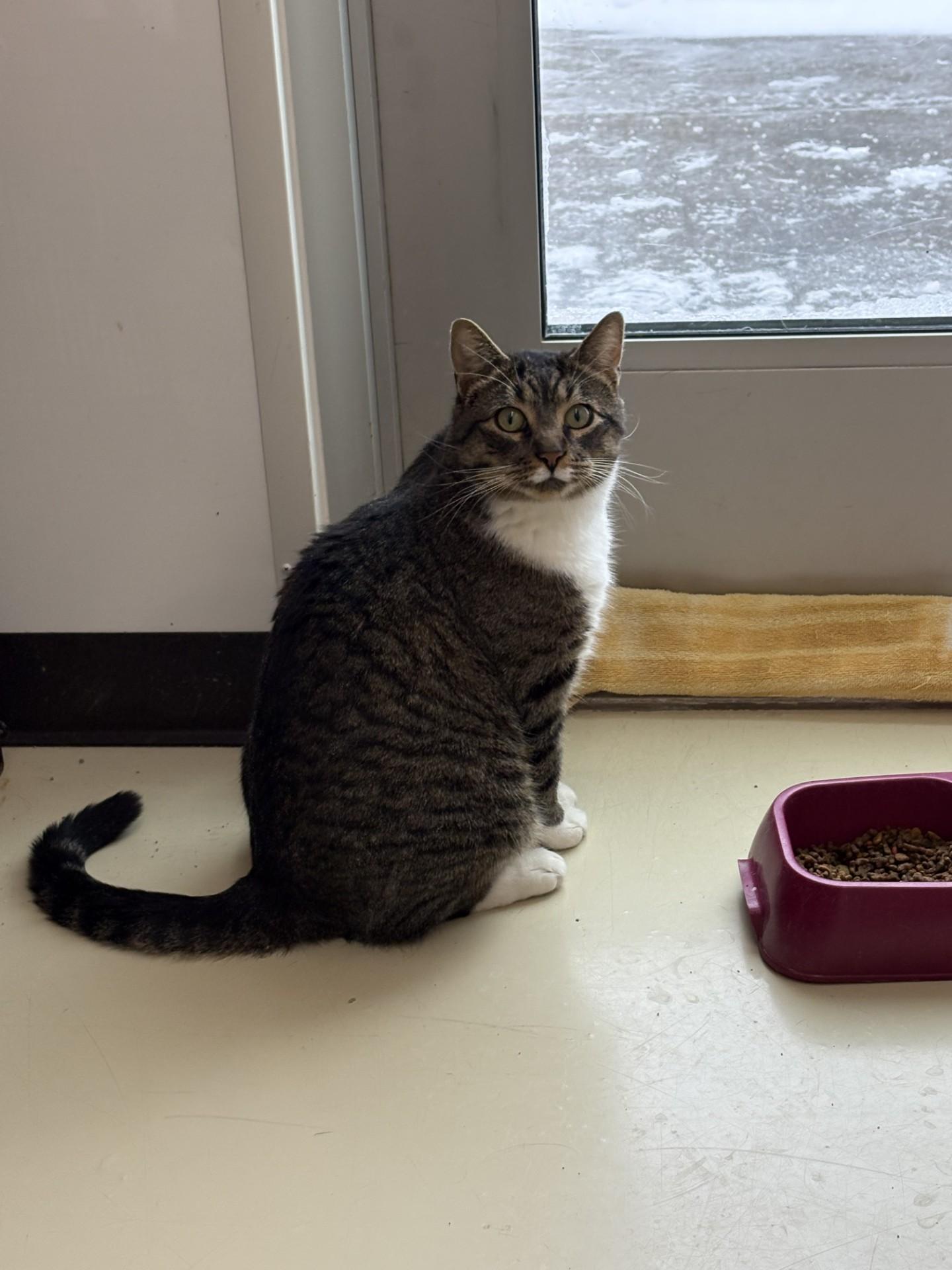 Tiger, ADOPTABLE, Adult Male Domestic Short Hair.