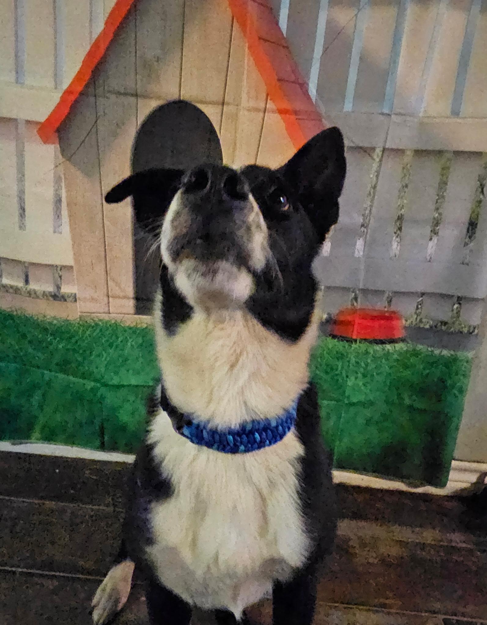 Eevee, ADOPTABLE, Adult Female Border Collie.