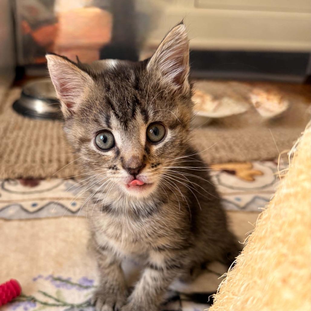Adorable Monk, Adoptable, Kitten Male Domestic Short Hair.