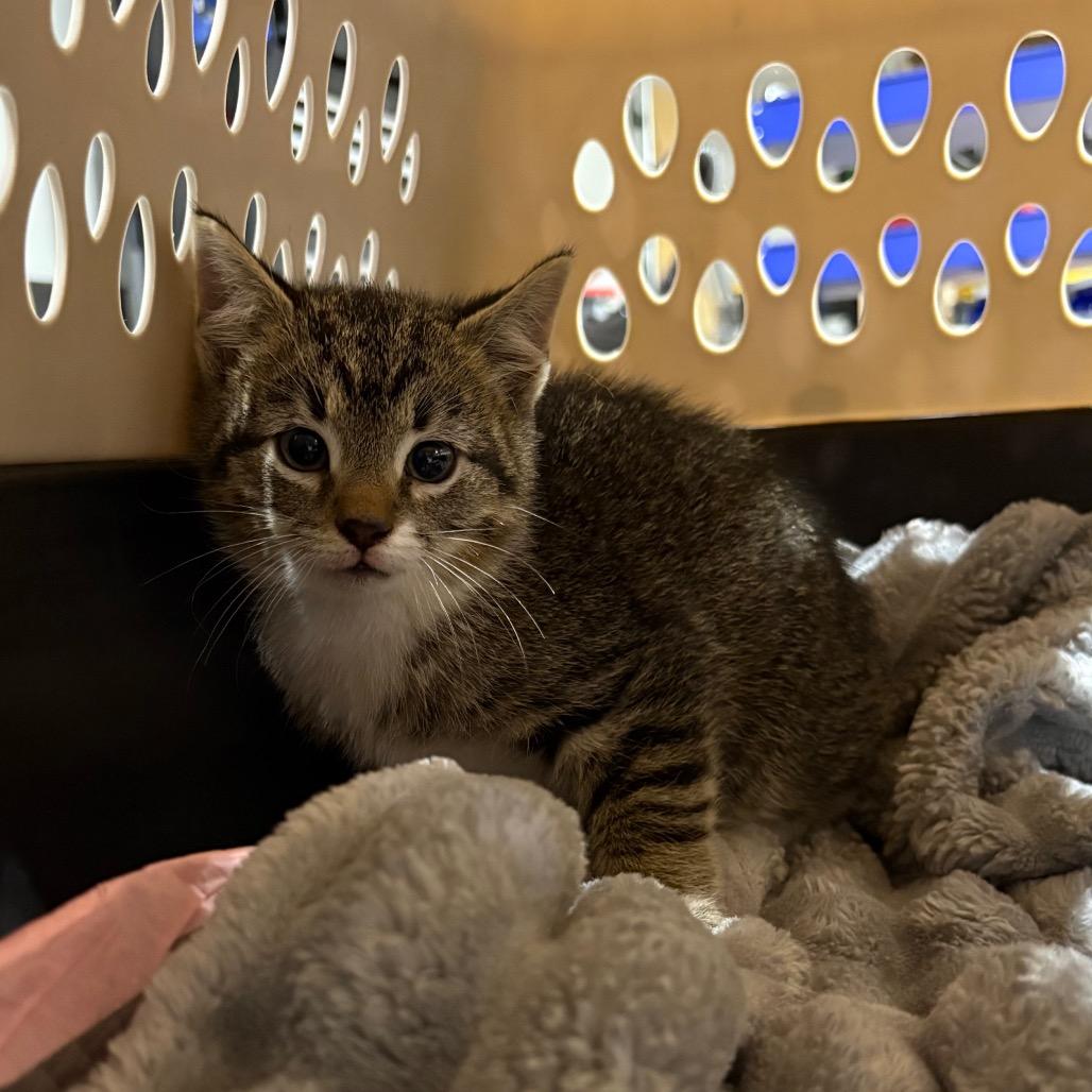 Feta, Adoptable, Kitten Female Domestic Short Hair.