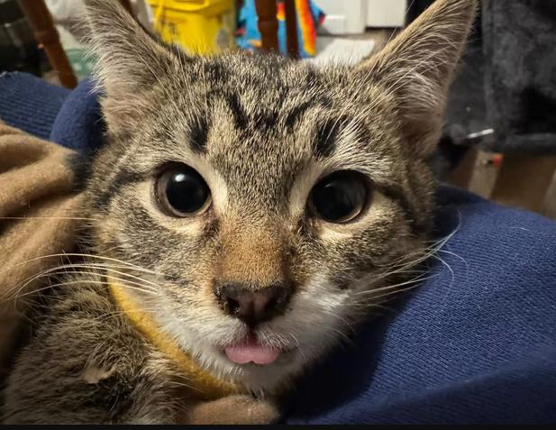 Feta, Adoptable, Kitten Female Domestic Short Hair.