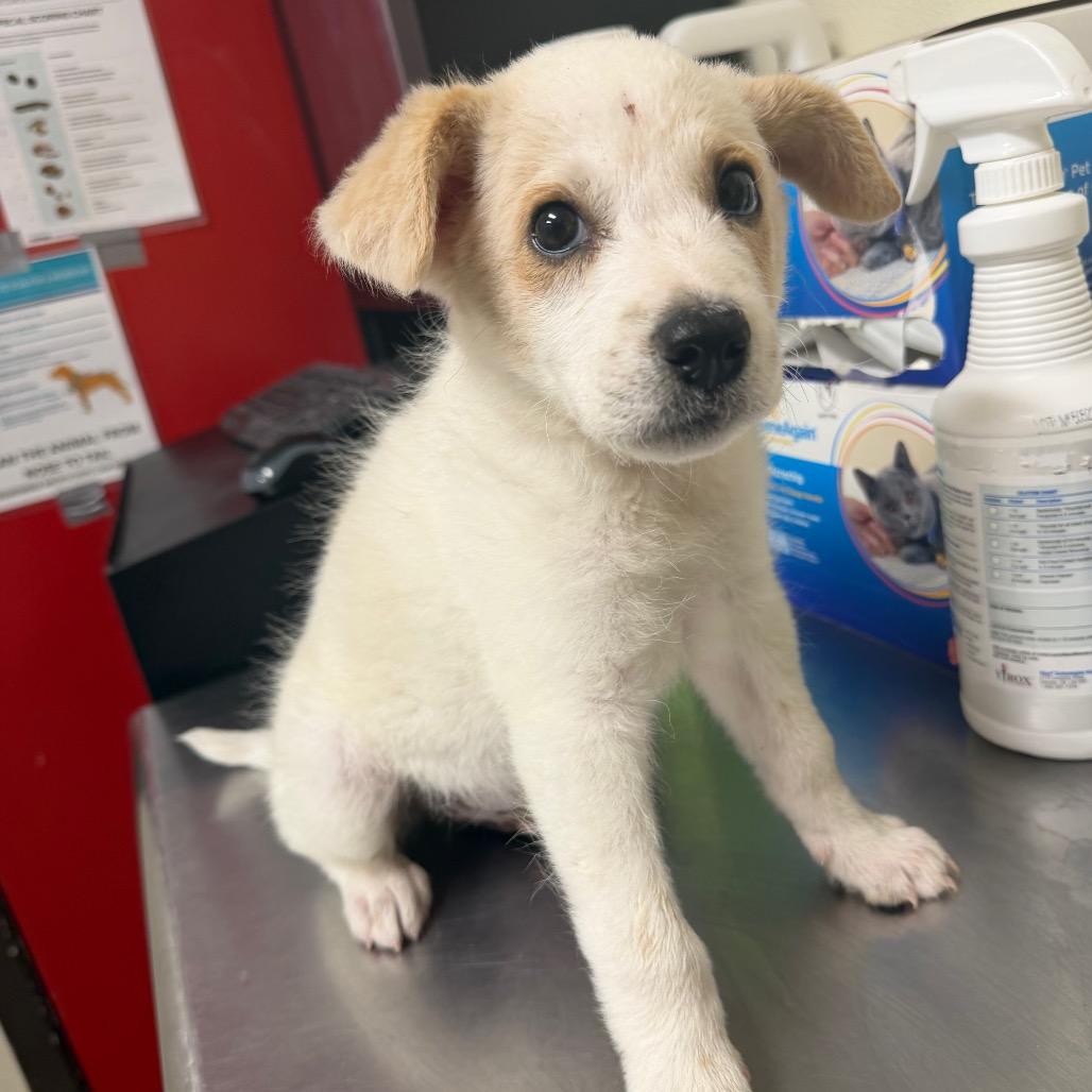 Enlarge Pudding, a Adoptable Mixed Breed in Bryan, TX image 1/1