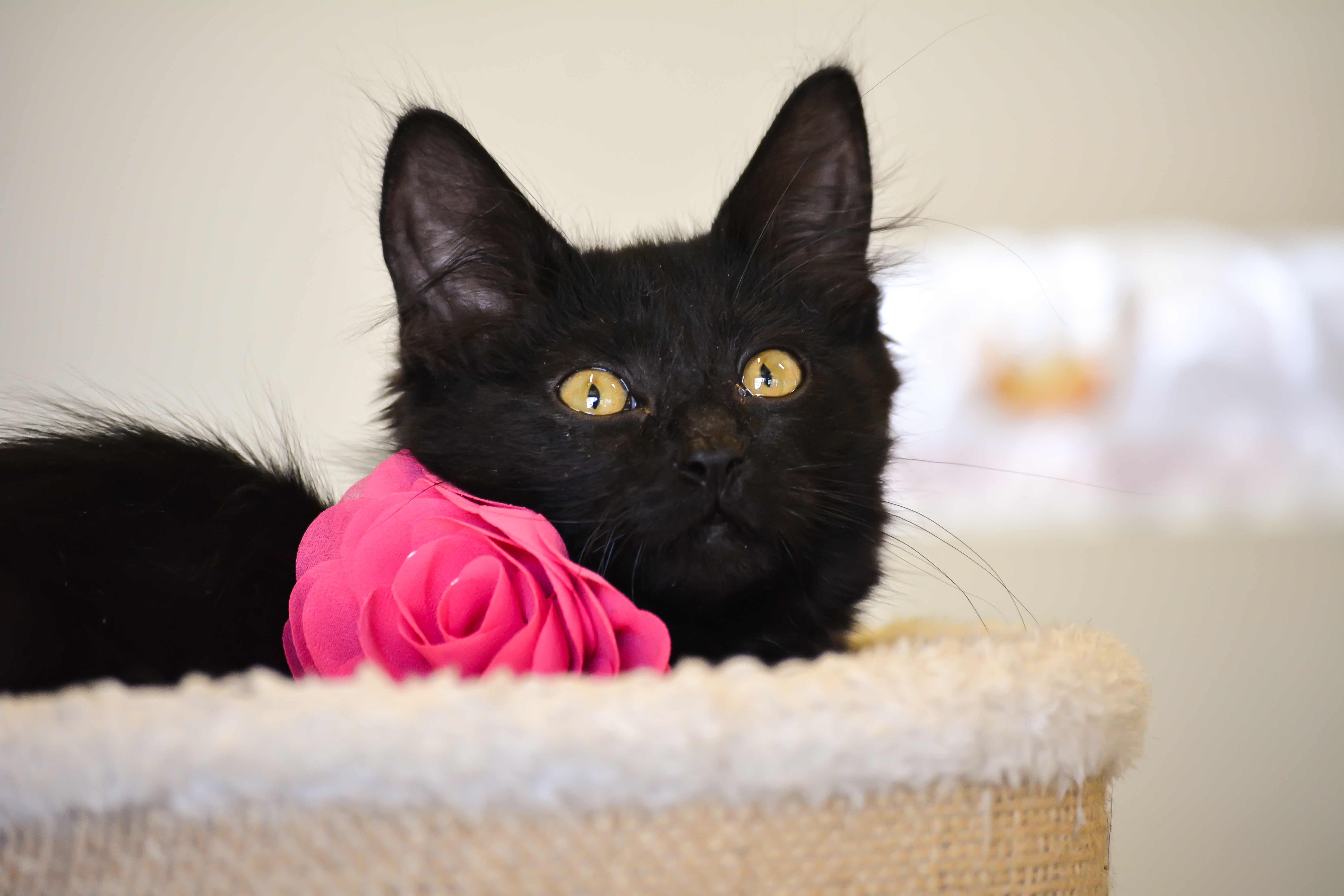 Prissy, Adopted, Kitten Female Domestic Medium Hair.