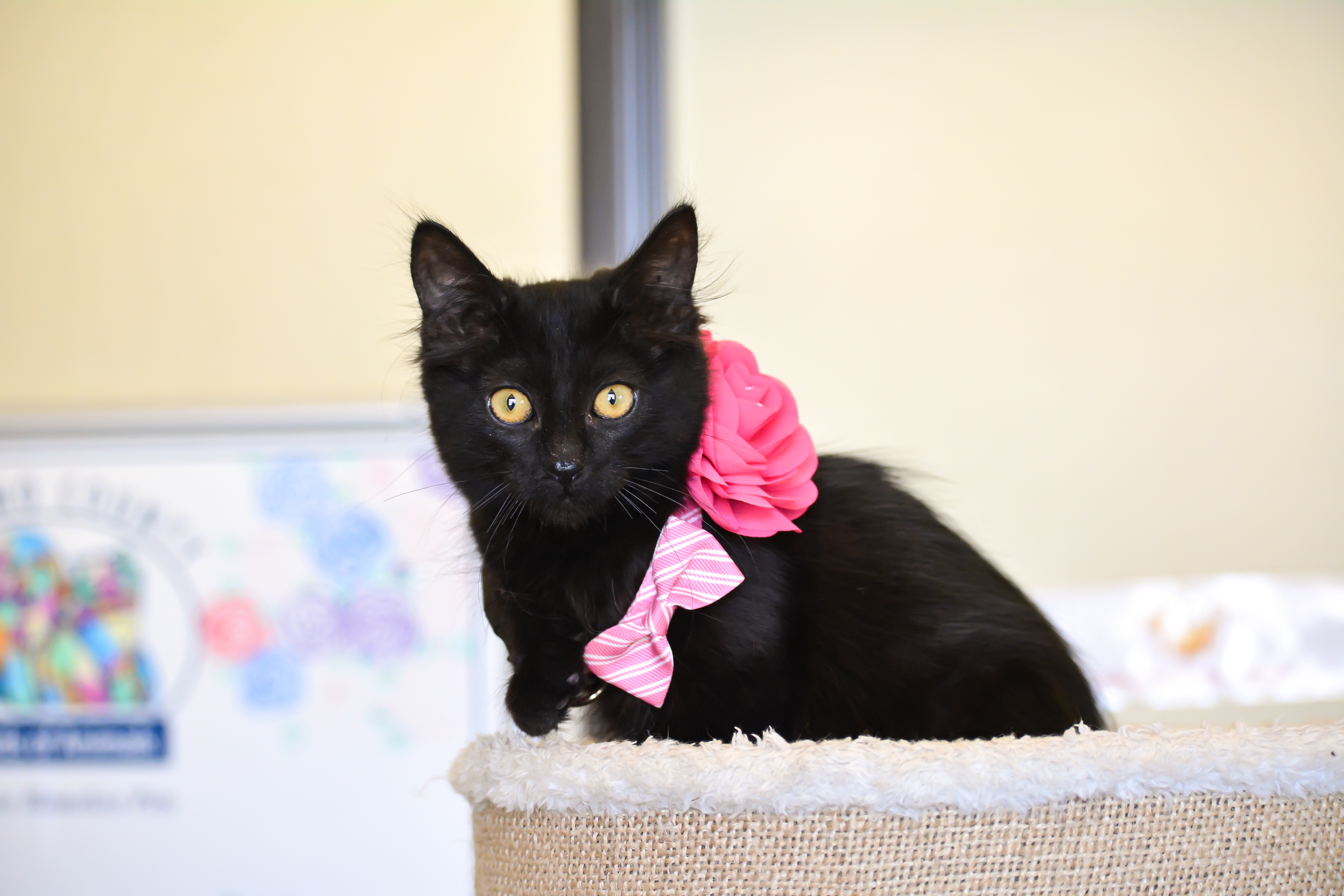 Enlarge Prissy, a Adopted Domestic Medium Hair in Benicia, CA image 2/4