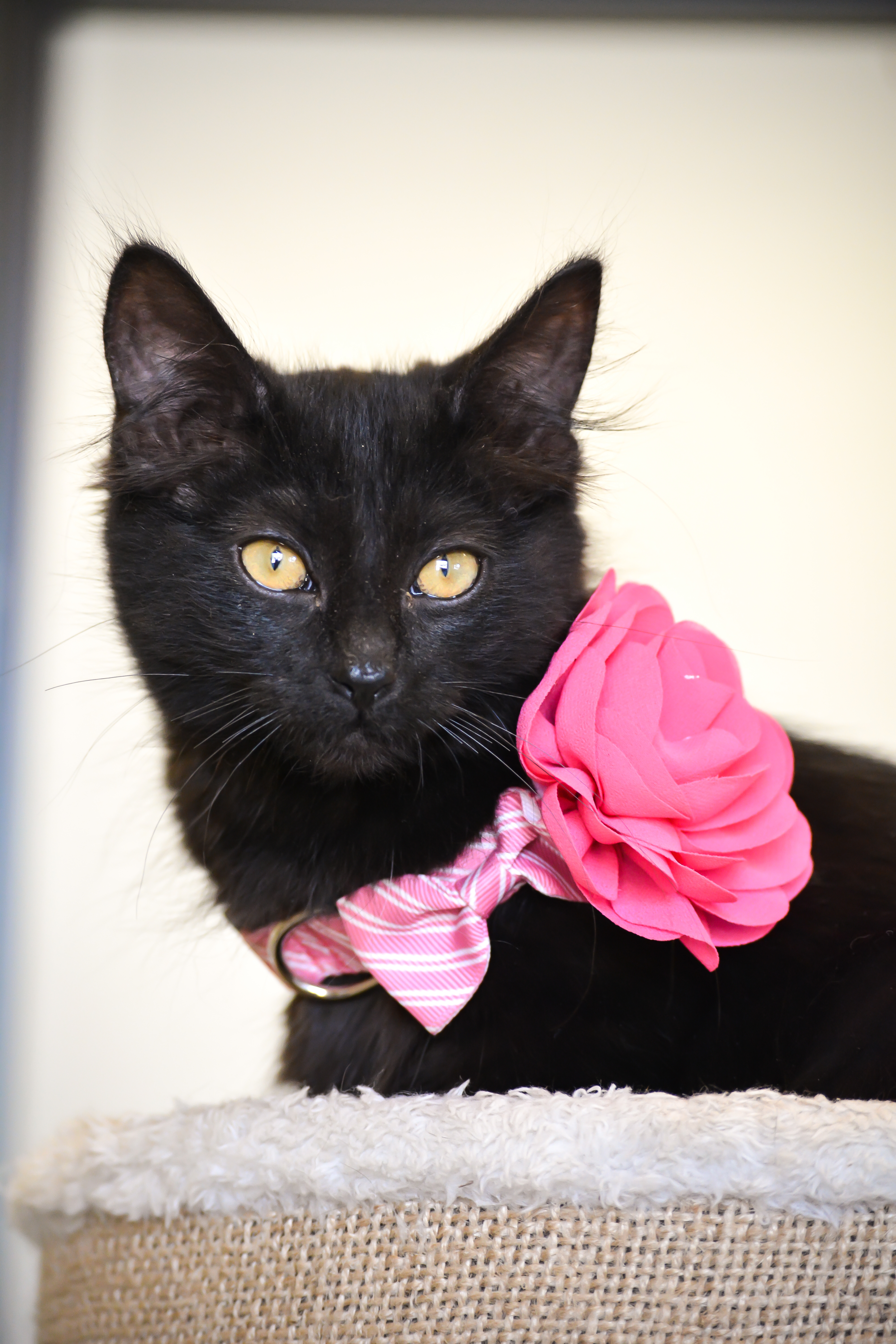 Enlarge Prissy, a Adopted Domestic Medium Hair in Benicia, CA image 3/4