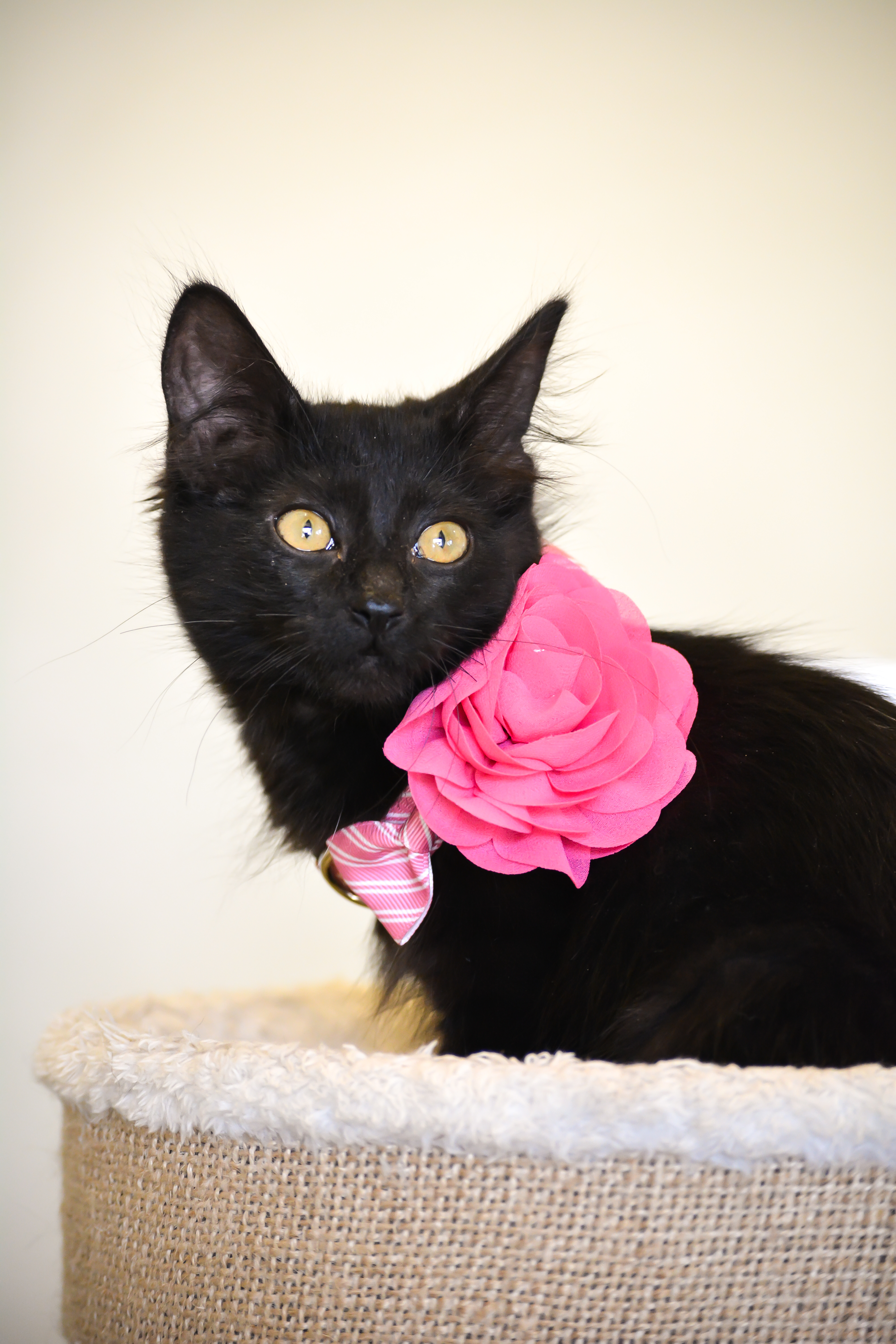 Enlarge Prissy, a Adopted Domestic Medium Hair in Benicia, CA image 4/4