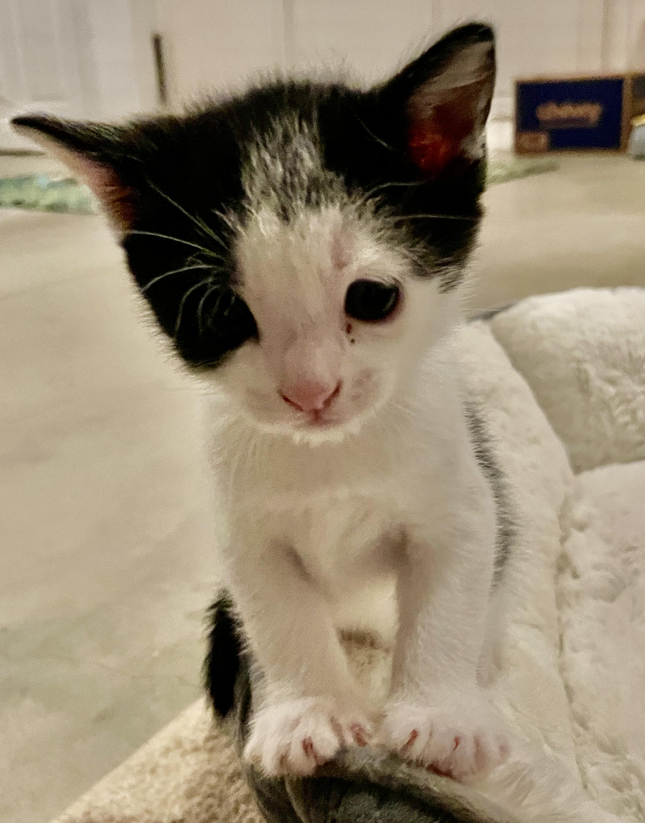 GIZMO LEE, a ADOPTABLE Tabby in Elgin, SC image 3/4
