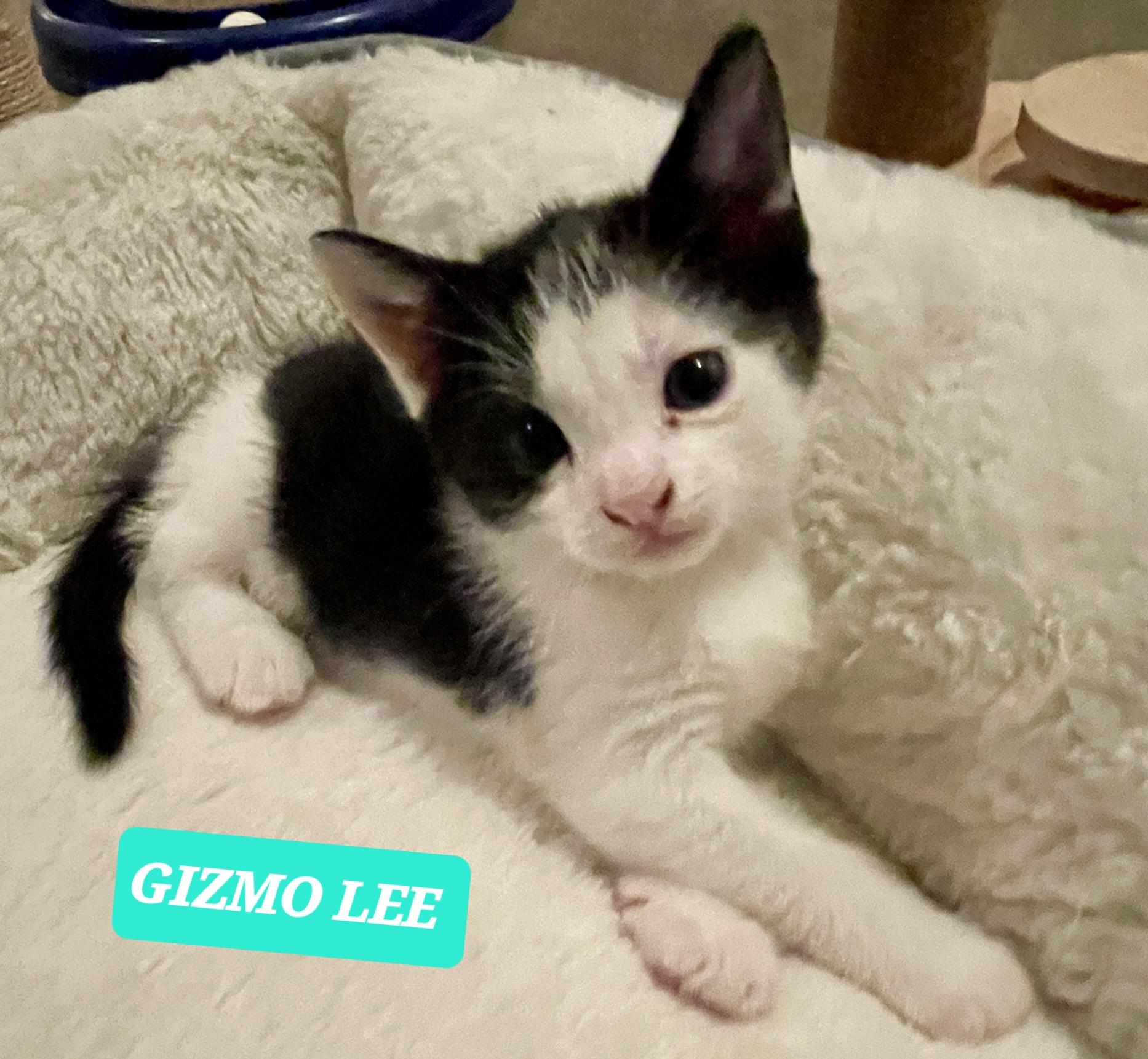 GIZMO LEE, ADOPTABLE, Kitten Male Tabby.