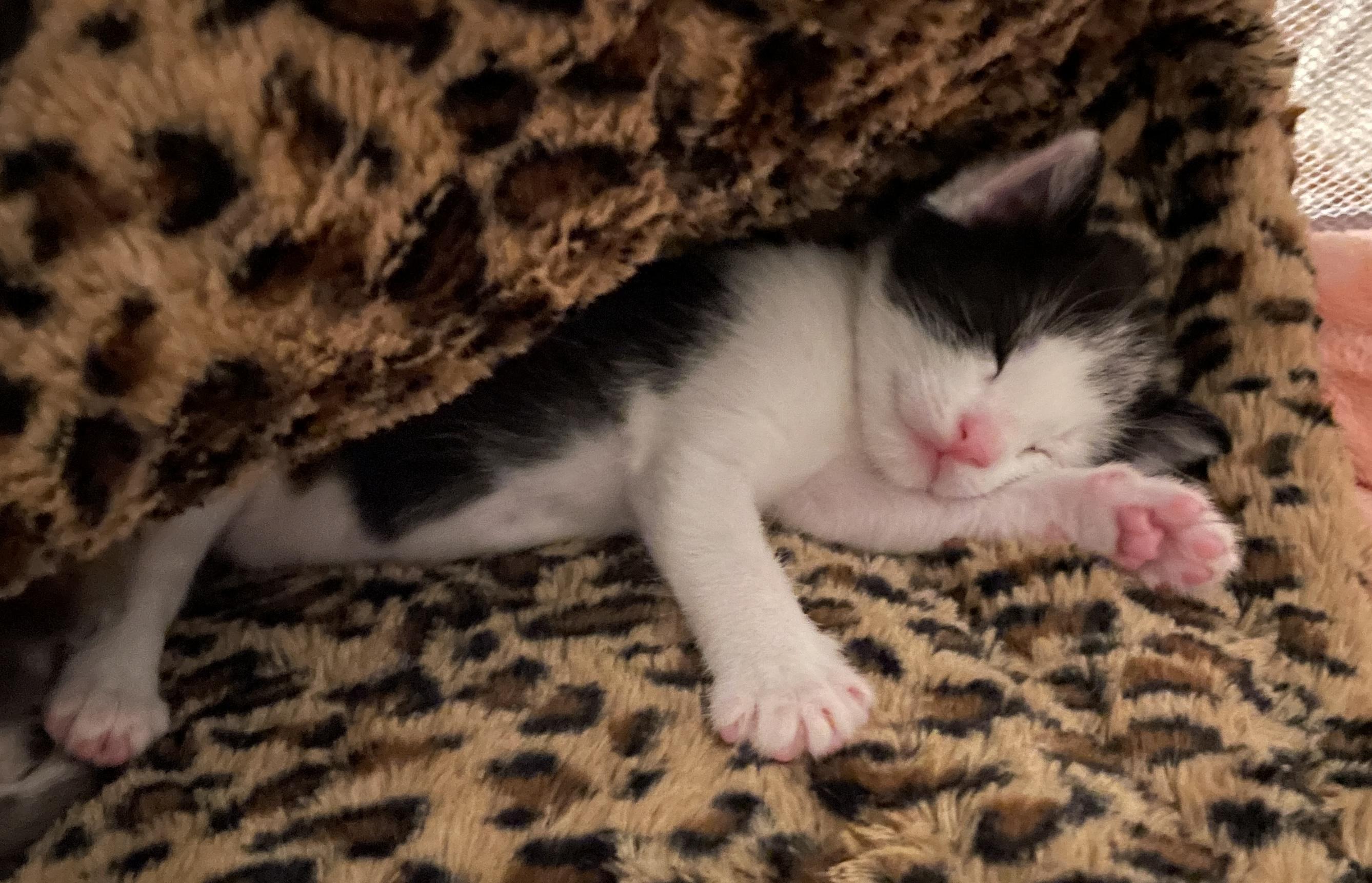GIZMO LEE, a ADOPTABLE Tabby in Elgin, SC image 2/4