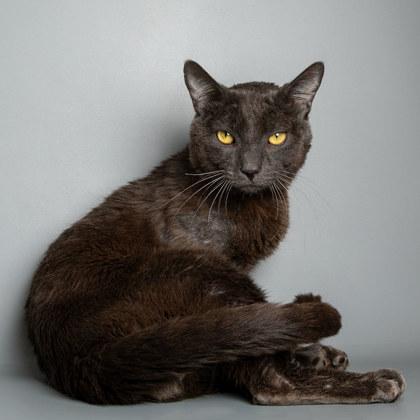 Spring, Adoptable, Young Male Domestic Short Hair & Domestic Short Hair.