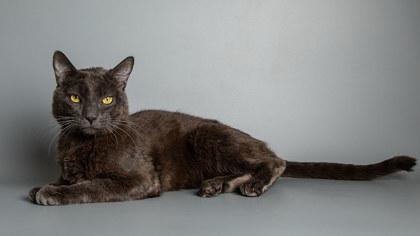 Enlarge Spring, a Adoptable Domestic Short Hair in Longmont, CO image 2/3