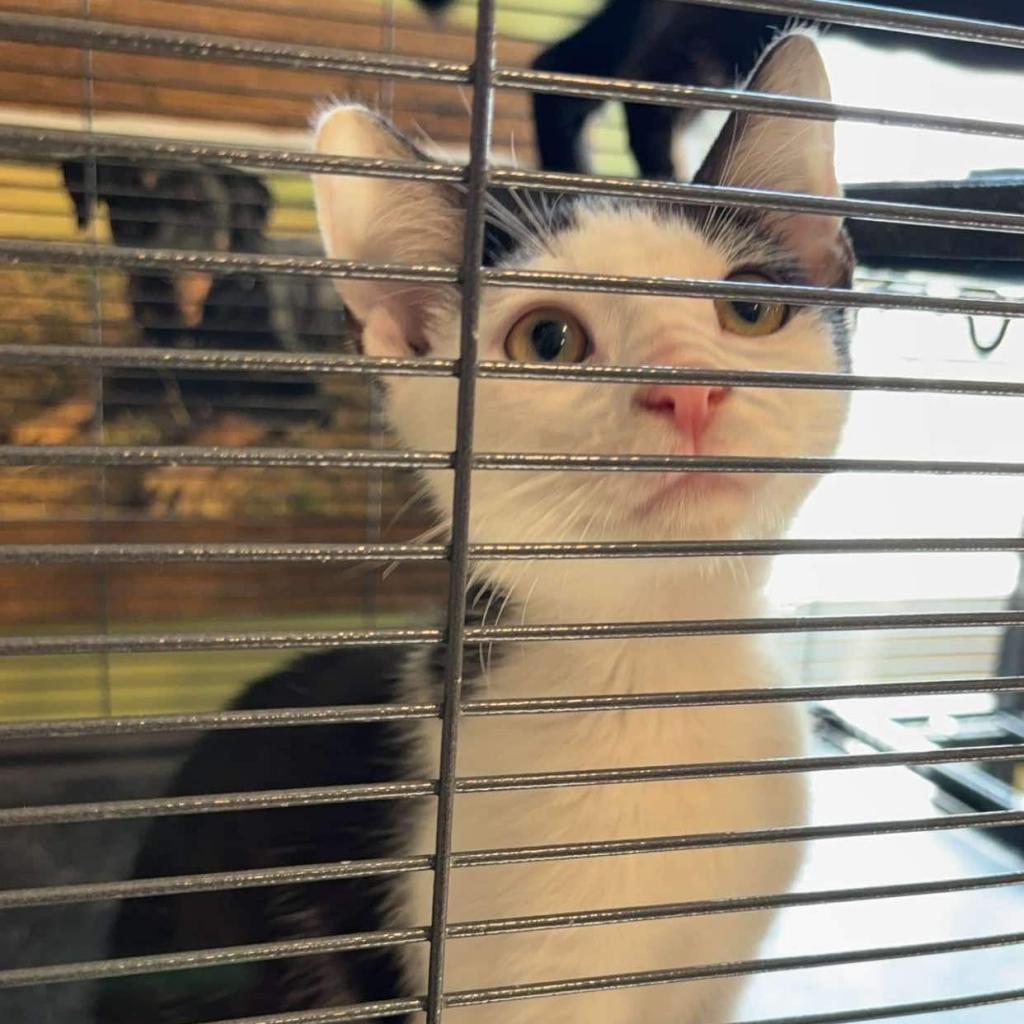 Dega, a Adoptable Domestic Short Hair in Bottineau, ND image 2/2