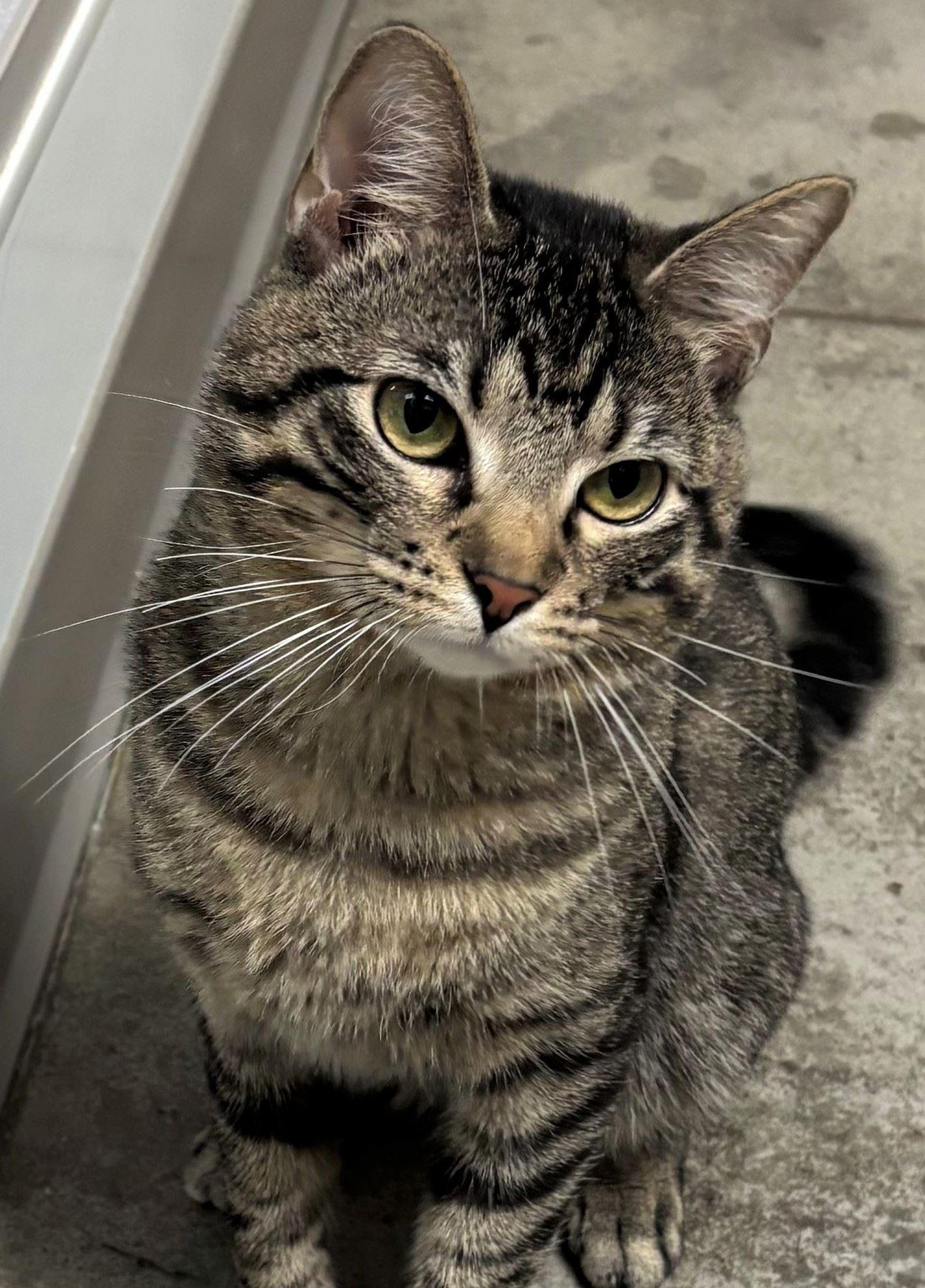 Fuse, a ADOPTABLE Domestic Short Hair in Iowa City, IA image 2/2