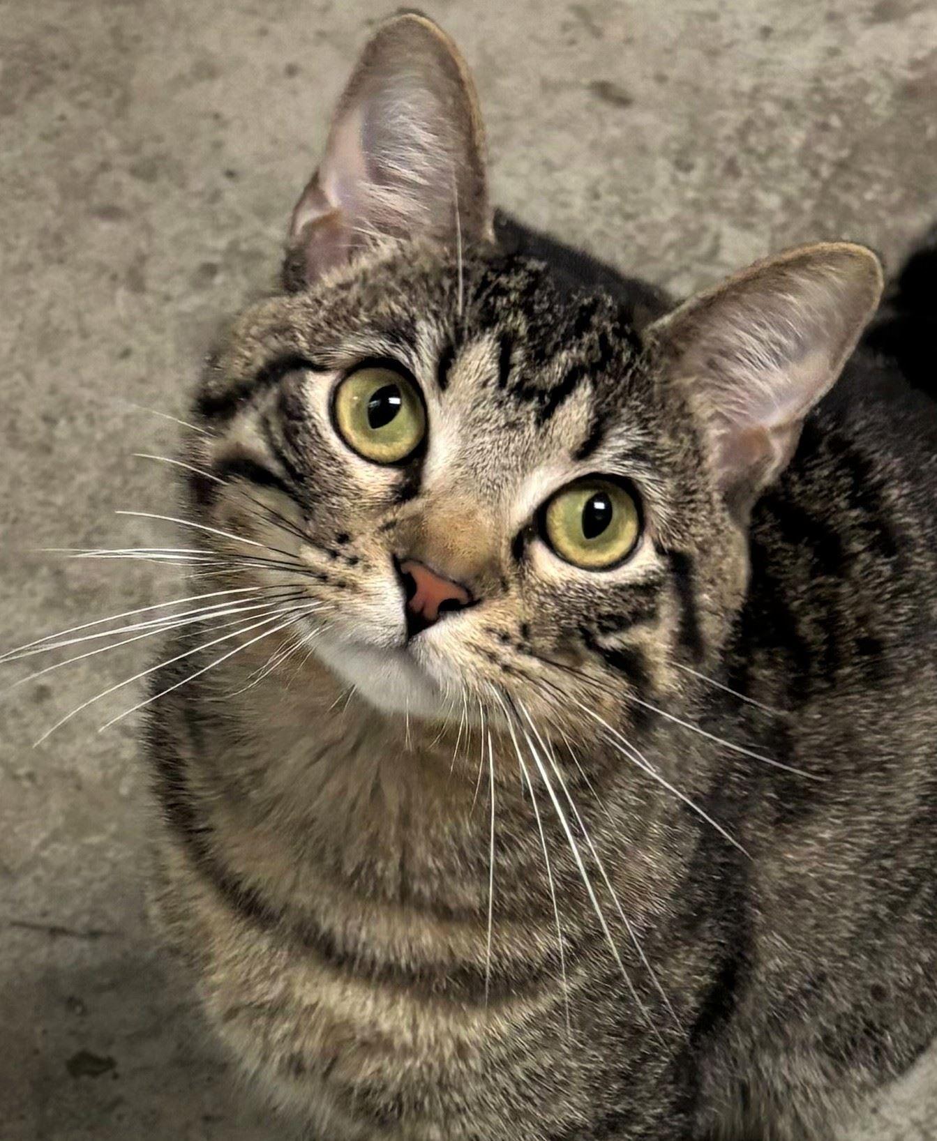 Fuse, ADOPTABLE, Young Male Domestic Short Hair.