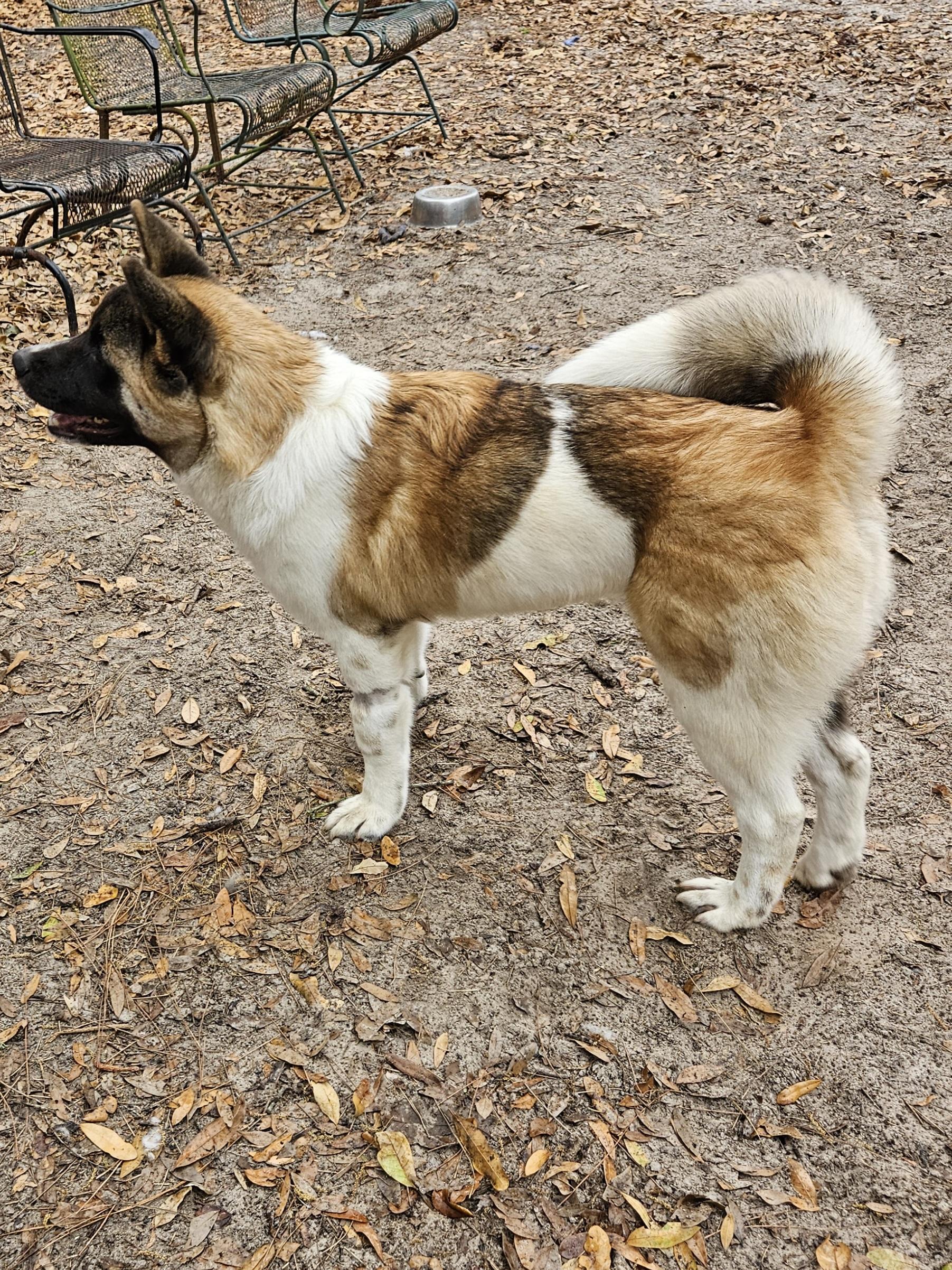 Pia 2