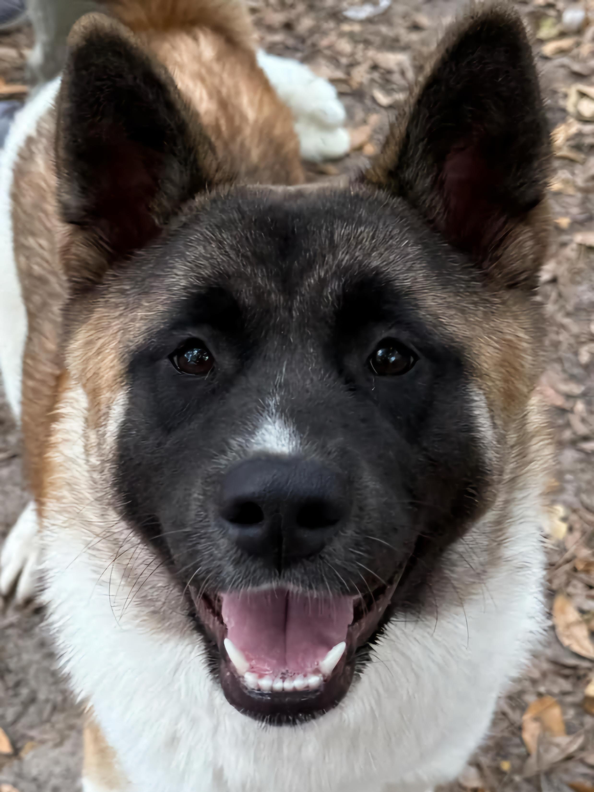Pia 3
