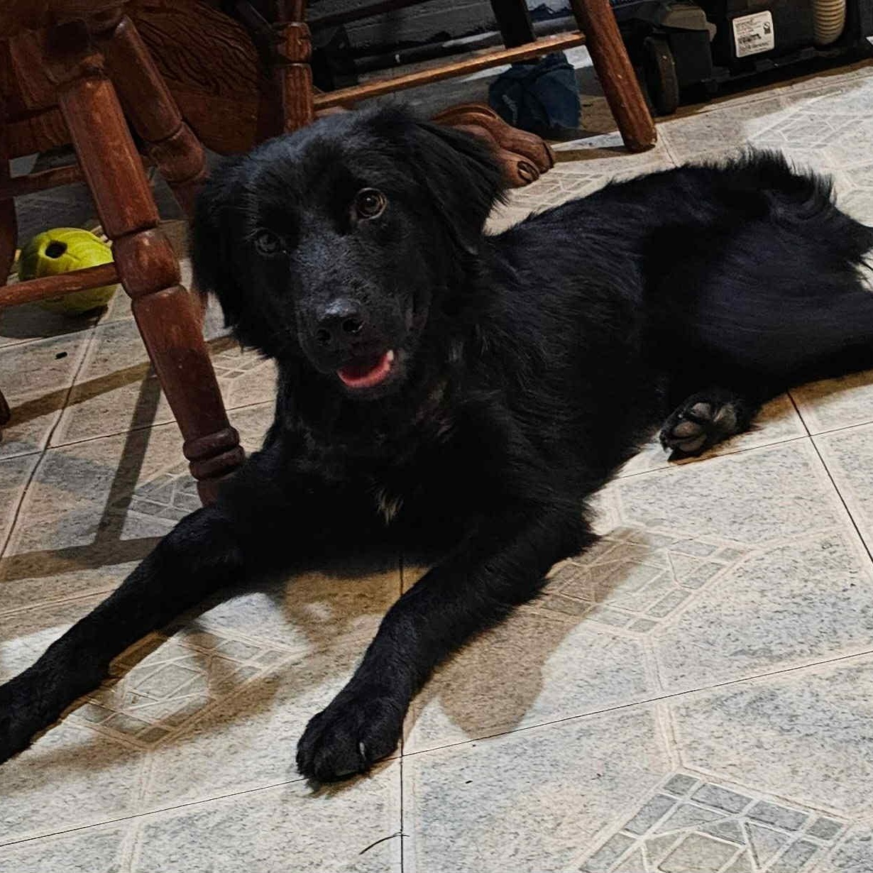 Beau, adoptable, Young Male Mixed Breed.