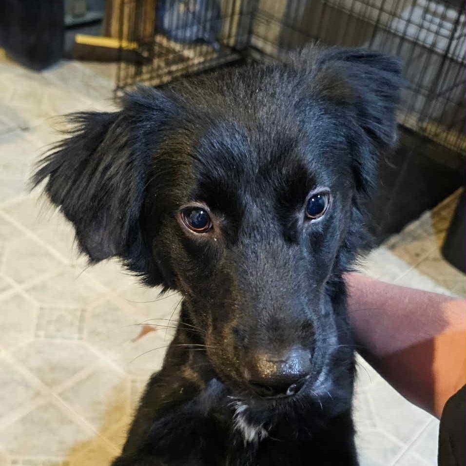 Beau, an adoptable Mixed Breed in Danville, VT image 2/2