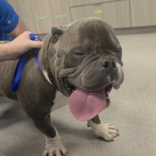 Sumo, Adoptable, Puppy Male American Bulldog & American Bulldog.